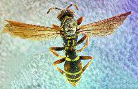 Image of Polistes fuscatus