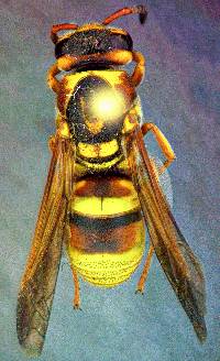 Euodynerus pratensis image