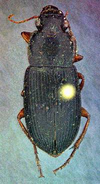 Image of Harpalus pensylvanicus