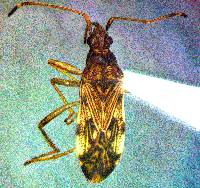 Image of Ozophora occidentalis