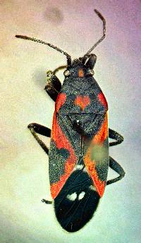 Image of Lygaeus kalmii
