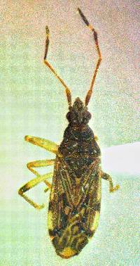 Ozophora occidentalis image