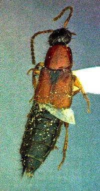 Image of Philonthus innocuus