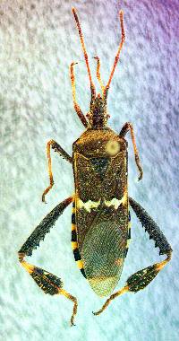 Leptoglossus clypealis image