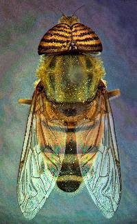 Image of Eristalinus taeniops