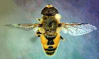 Image of Eristalis arbustorum