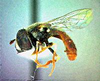 Paragus haemorrhous image