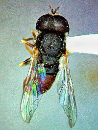 Image of Paragus haemorrhous