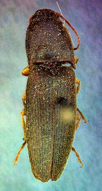 Image of Conoderus exsul