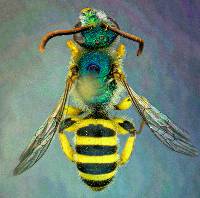 Agapostemon texanus image