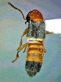 Neobisnius occidentoides image