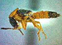 Neobisnius occidentoides image