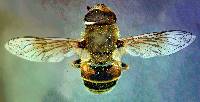 Eristalis arbustorum image