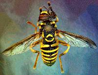 Spilomyia interrupta image