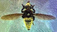 Mallophora fautrix image