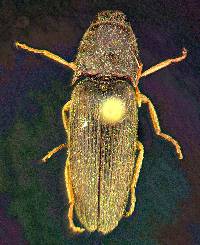 Conoderus exsul image