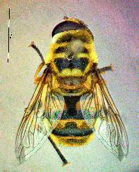 Myathropa florea image