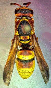 Euodynerus pratensis image