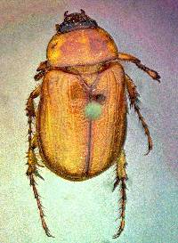 Cyclocephala hirta image