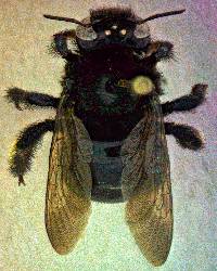 Image of Xylocopa tabaniformis