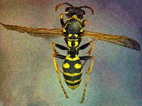 Image of Polistes dominula