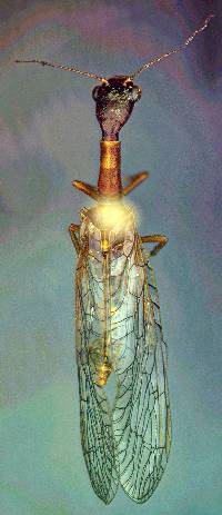 Agulla (Glavia) unicolor image