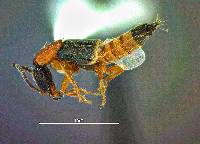 Neobisnius occidentoides image