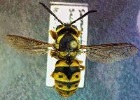 Vespula pensylvanica image