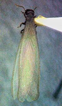 Image of Reticulitermes hesperus