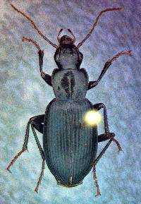 Image of Laemostenus complanatus