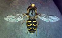 Image of Scaeva pyrastri