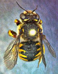 Image of Anthidium manicatum
