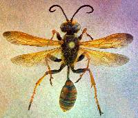 Isodontia elegans image
