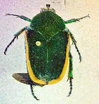 Image of Cotinis mutabilis