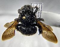Image of Xylocopa sonorina