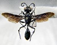 Image of Isodontia philadelphica