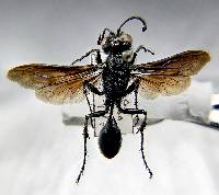 Isodontia philadelphica image