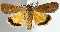 Image of Noctua pronuba