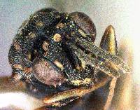 Conura albifrons image