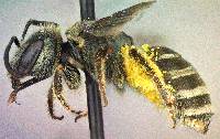 Halictus tripartitus image