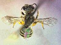Halictus tripartitus image