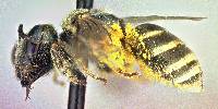 Halictus tripartitus image