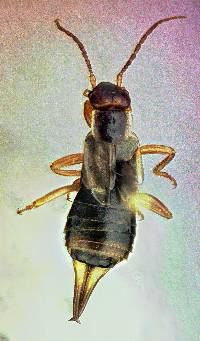 Image of Forficula dentata