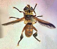Image of Trichopoda subdivisa