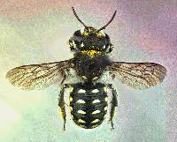 Image of Anthidium maculosum