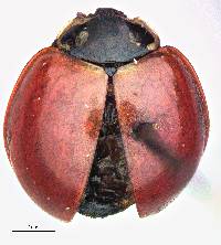 Image of Cycloneda sanguinea