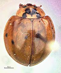Harmonia axyridis image
