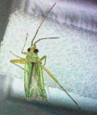 Image of Brachynotocoris puncticornis