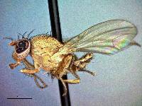 Image of Minettia flaveola