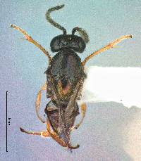 Image of Tachinaephagus zealandicus